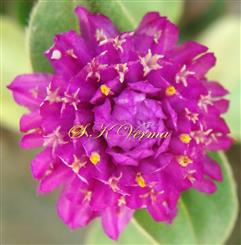  Inflorescence